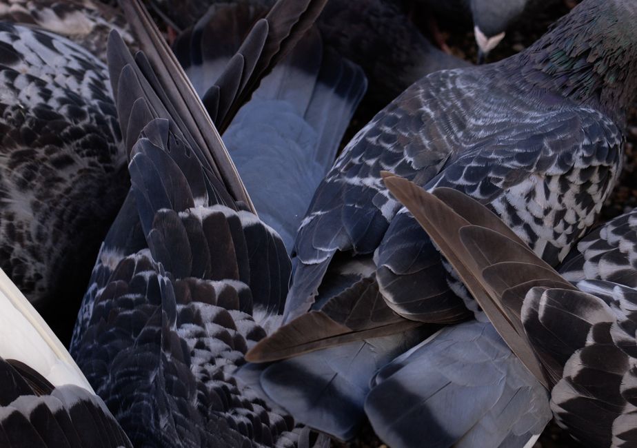 Pfeilschaft mit angebundener Befiederung aus Vogelfedern