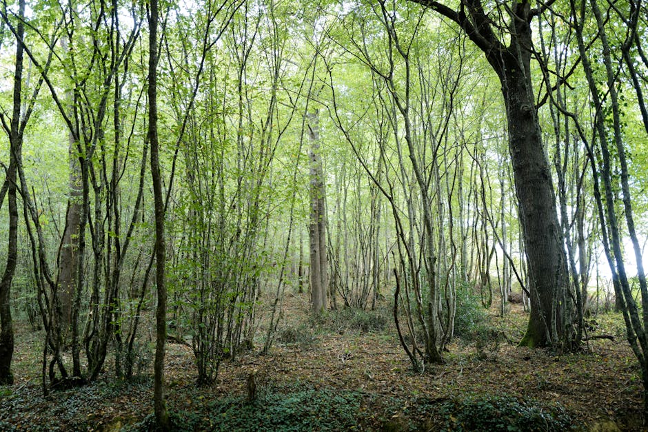 Verschiedene heimische Holzarten für den Bogenbau: Eibe, Esche und Hasel